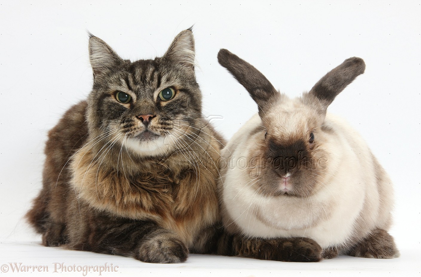 Pets Elderly Tabby Manxcross cat and rabbit photo WP32828