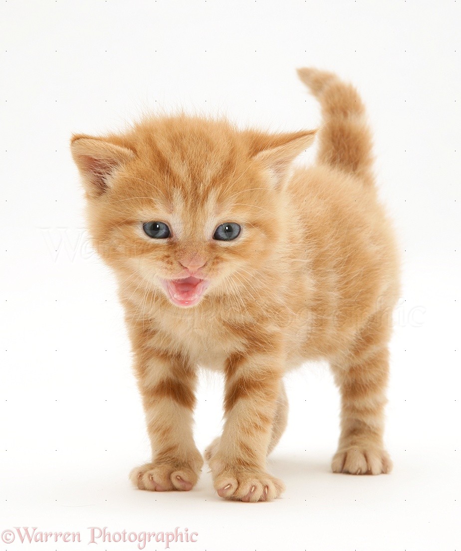British Shorthair Red Tabby Kitten Miaowing Photo Wp33045