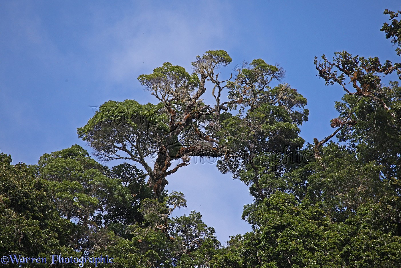 Giant Oak In Costa Rican Montane Forest Photo Wp334