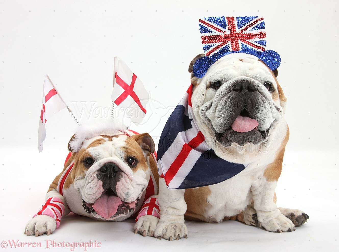 British Bulldogs in union jack and England costume photo