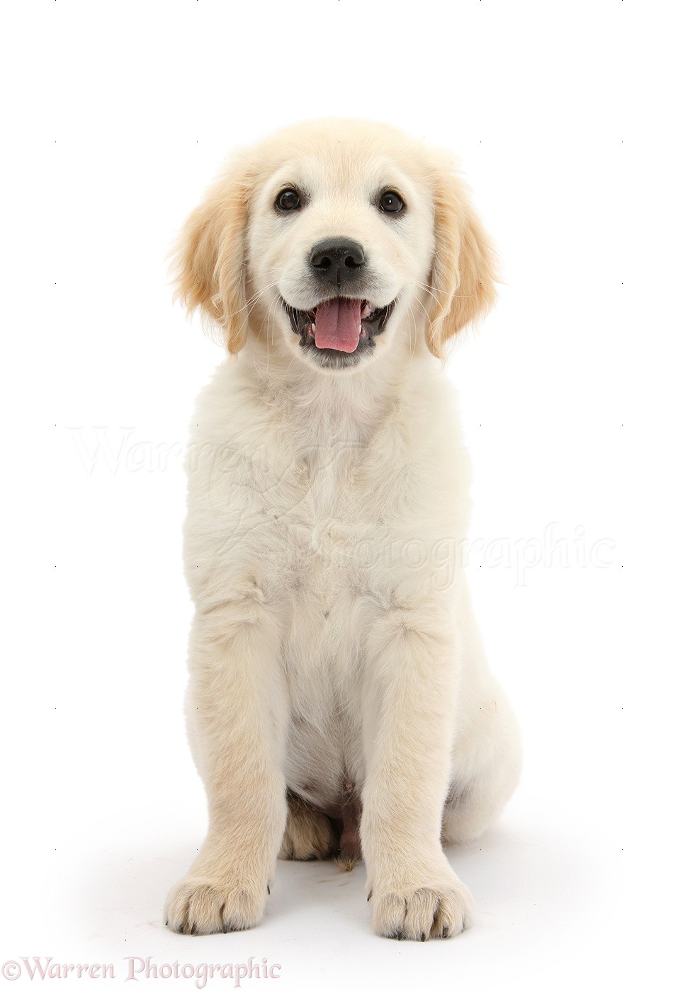Dog Golden Retriever Pup Photo Wp33710