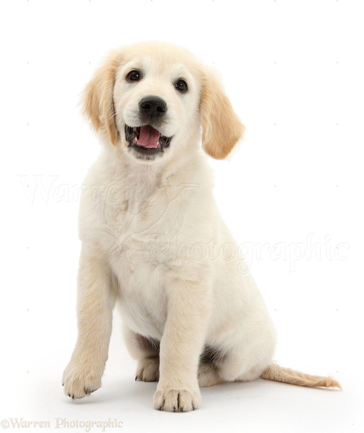 Dog Happy Golden Retriever Pup Photo Wp33711