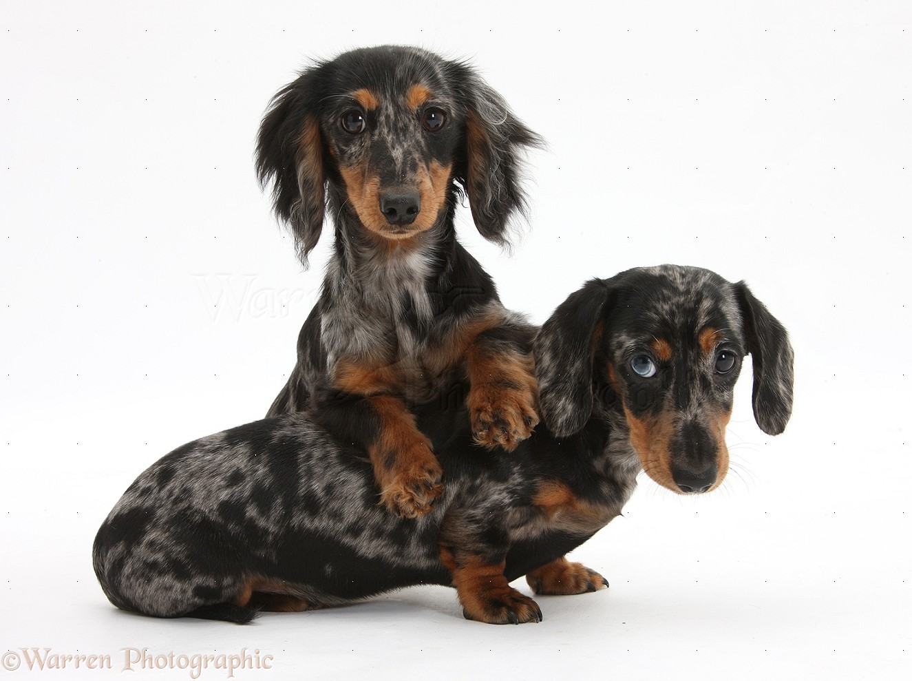 Dogs Two tricolour merle Dachshund pups photo WP33845
