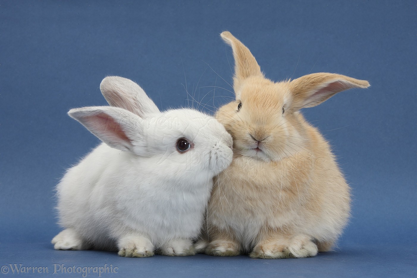 Зайка целует. Кролик. Два кролика. Белый кролик. Красивый заяц.