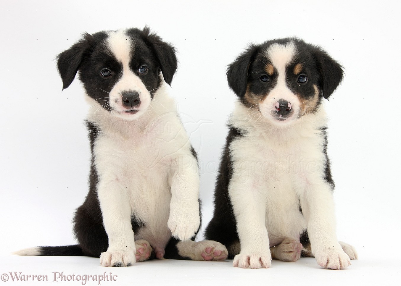 Dogs Border Collie pups, 6 weeks old photo WP34279