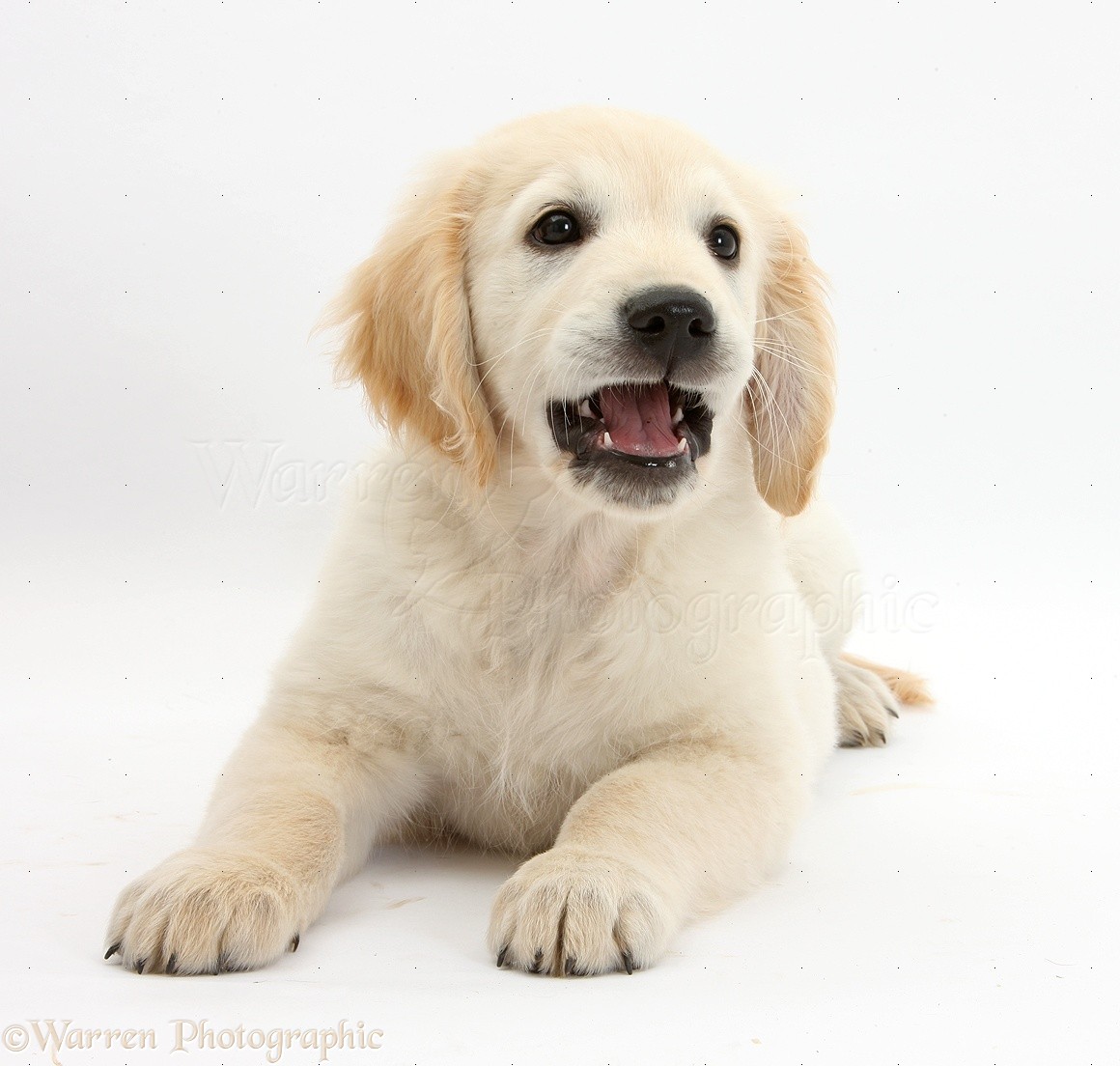 Dog Golden Retriever Pup Lying Photo Wp34352