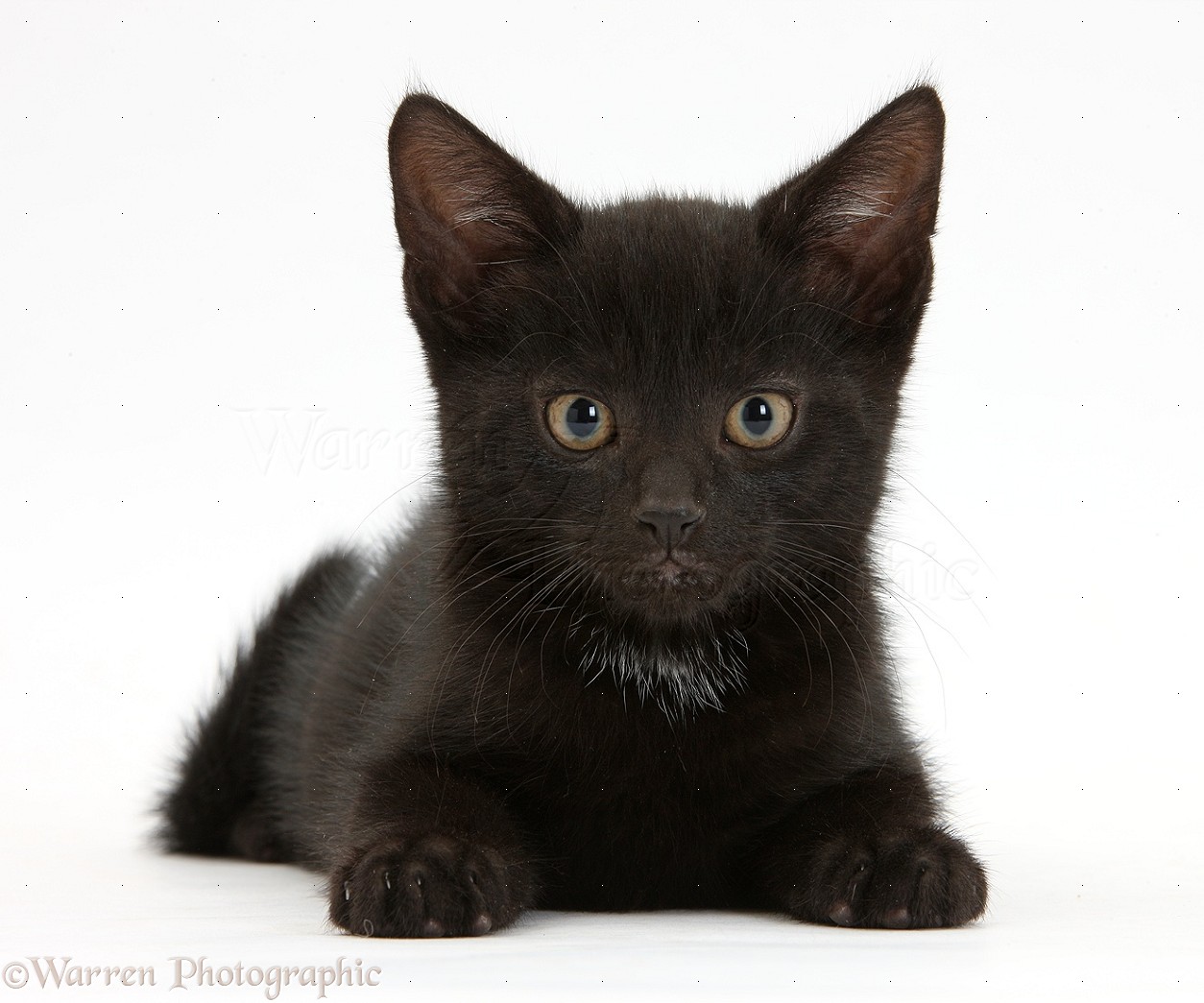 Black kitten, 8 weeks old photo WP34518