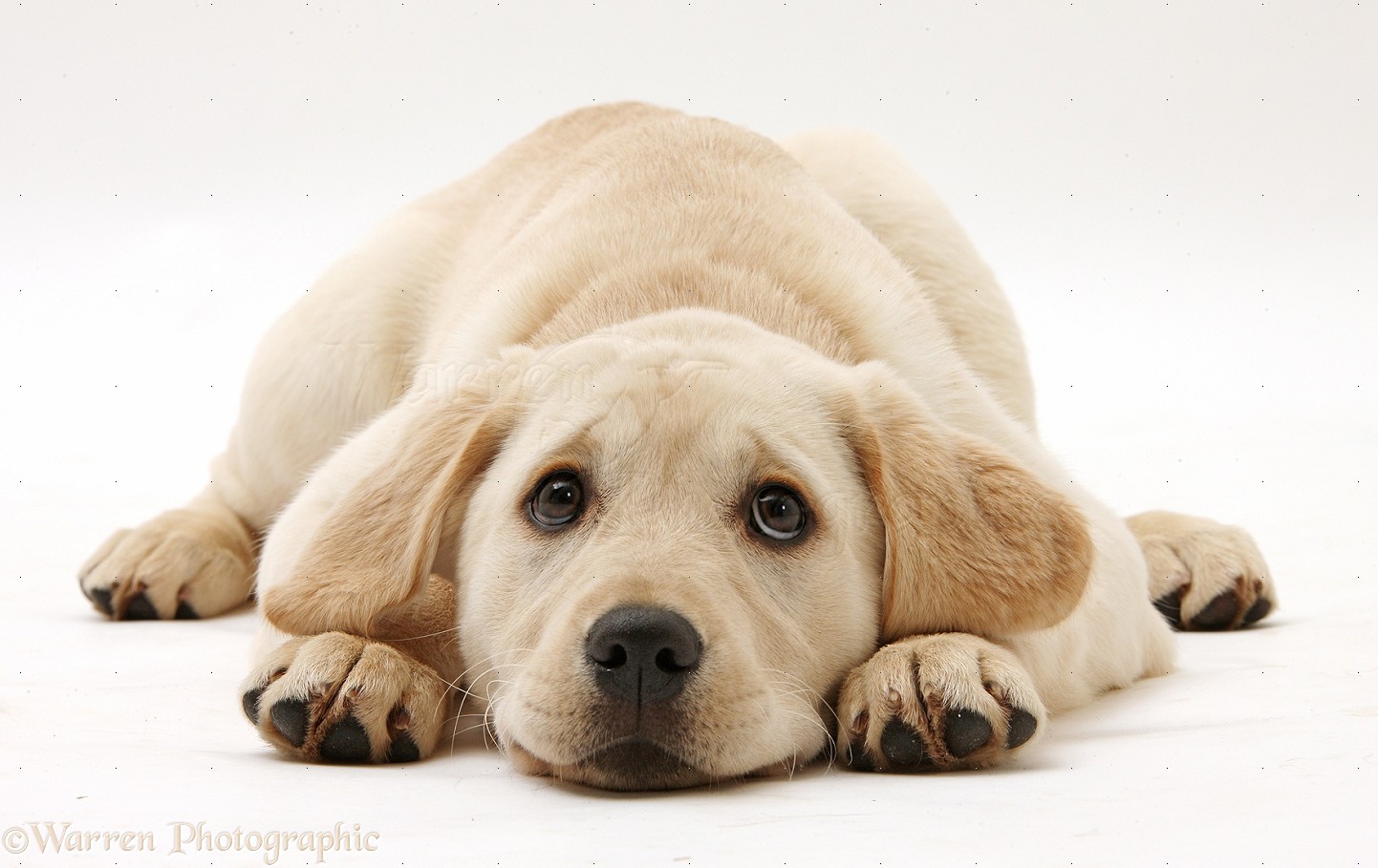Dog: Yellow Labrador Retriever puppy photo WP34881
