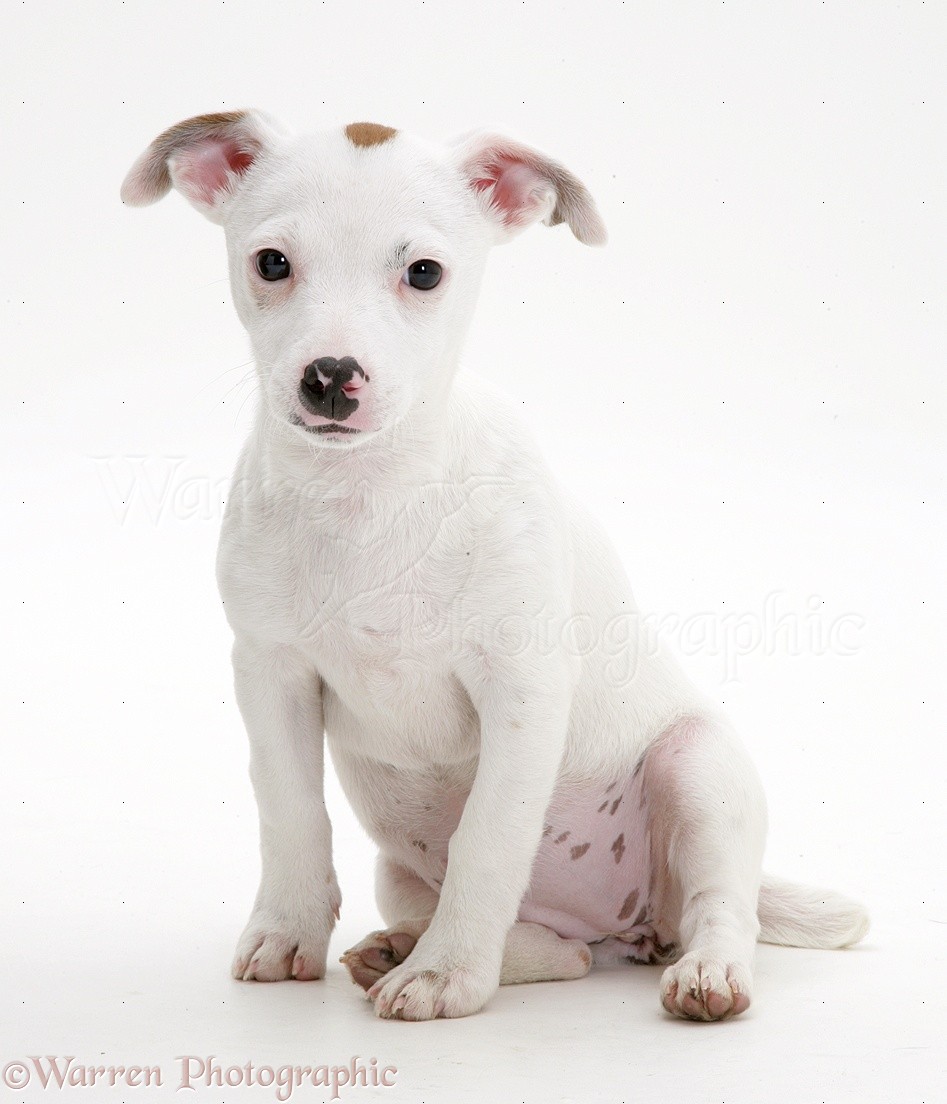 Dog Jack Russell Terrier Pup Sitting Photo Wp34925