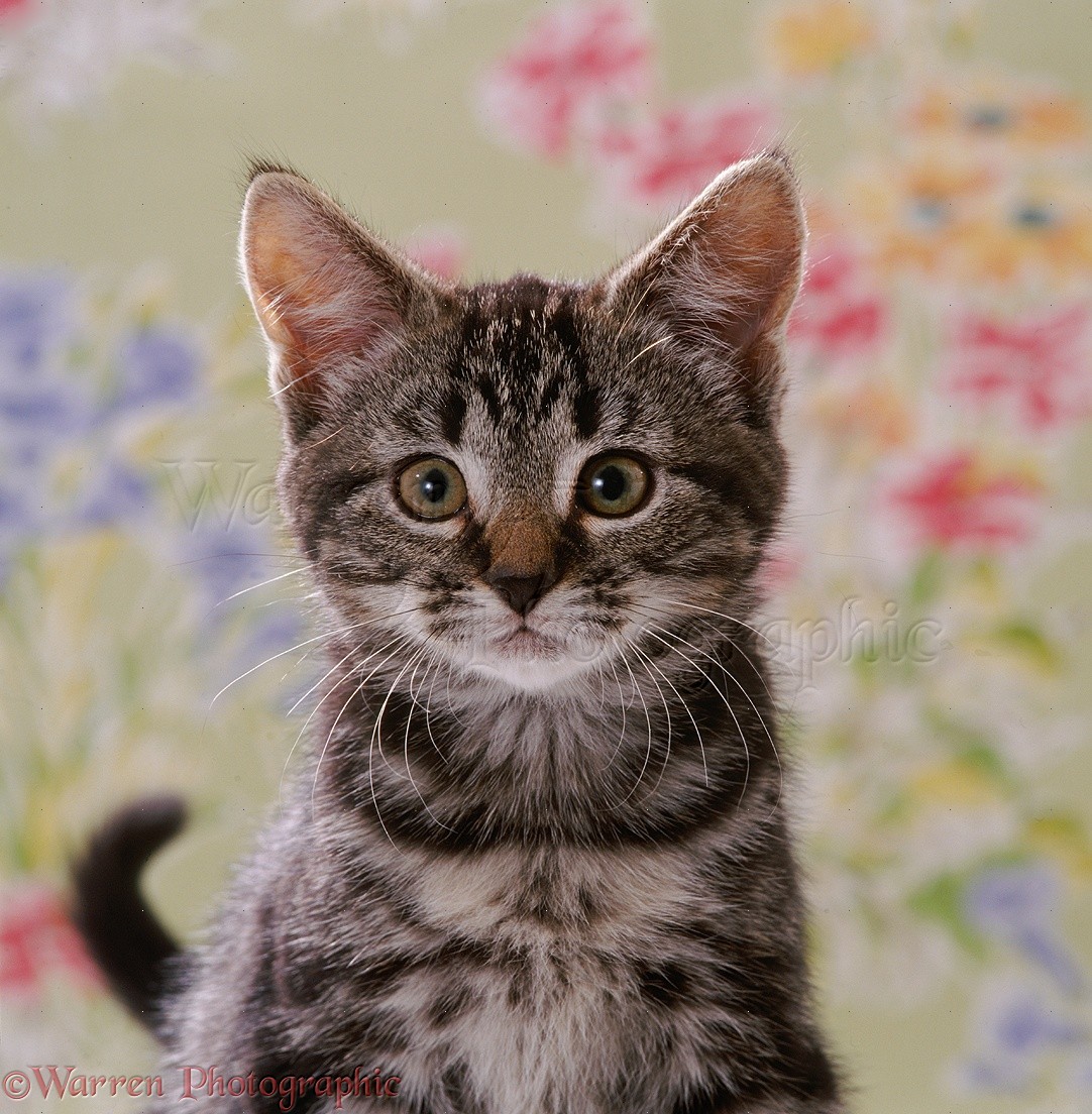 Portrait Of Tabby Kitten 8 Weeks Old Photo Wp35147