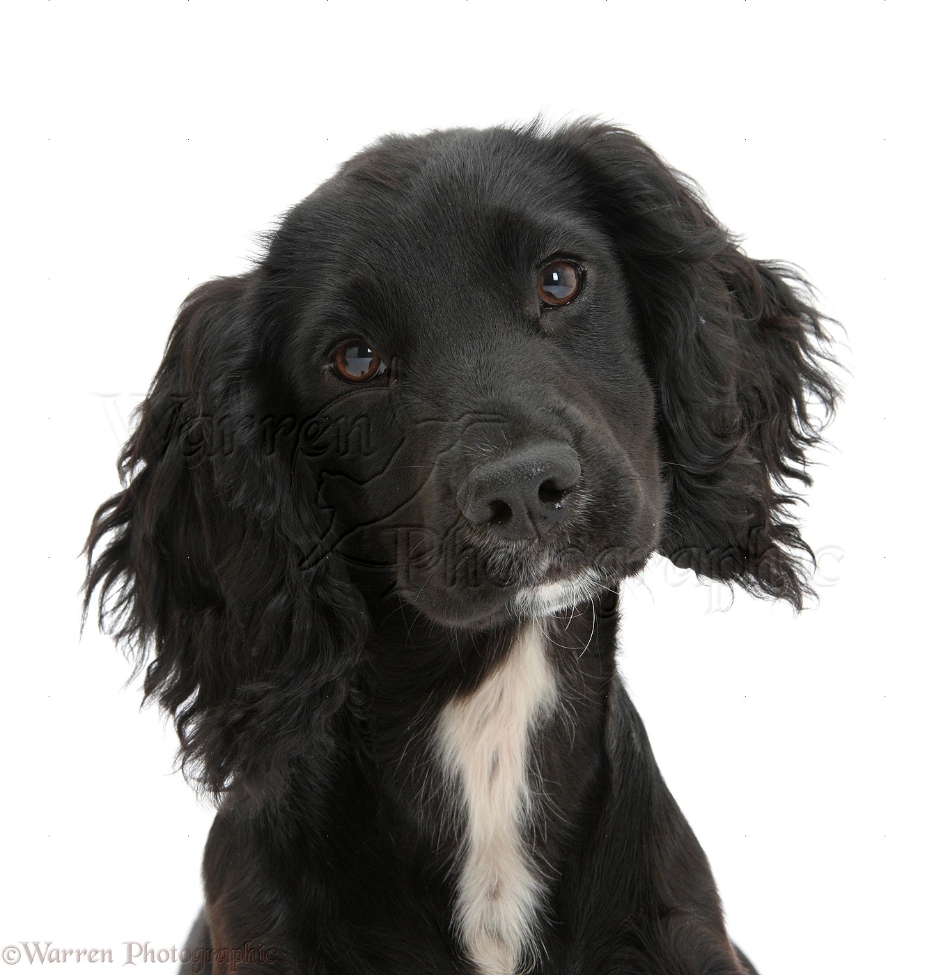 pictures of black cocker spaniels