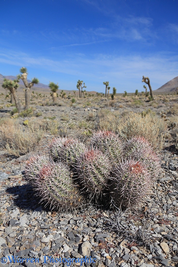 35487 Barrel Cactus in Death Valley