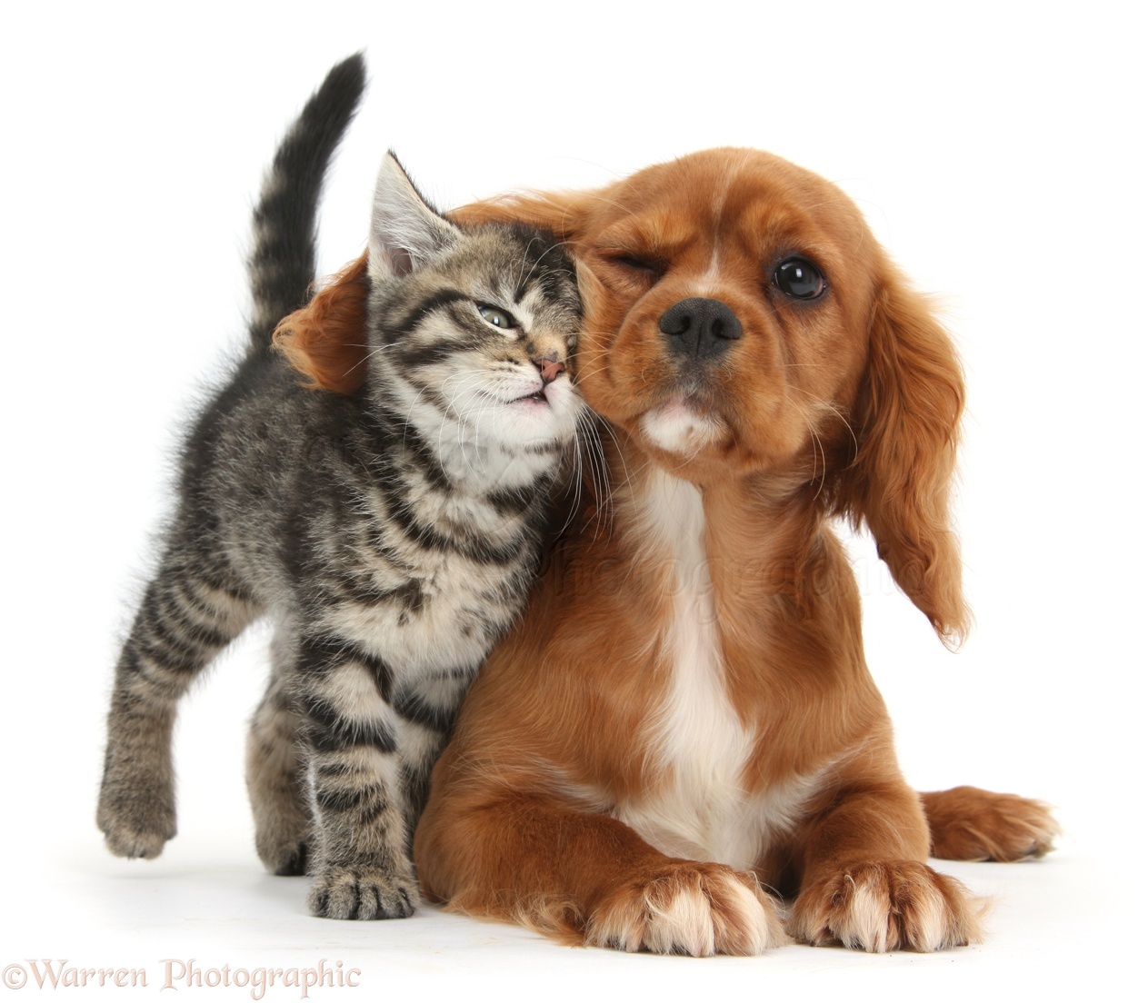 Кошечки собачки собака вики. Кошки и собаки. Милые собачки и кошечки. Щенок и котенок. Милые кошки и собаки.