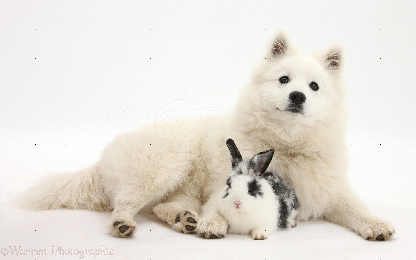 Pets White Japanese Spitz Dog And Black And White Rabbit Photo Wp
