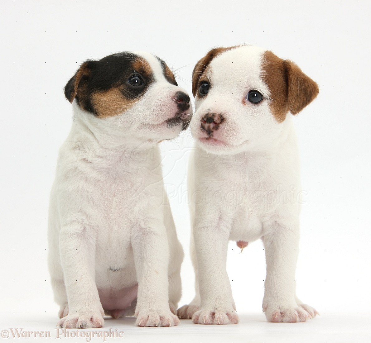 Dogs Two Jack Russell Terrier Puppies 4 Weeks Old Photo Wp36443