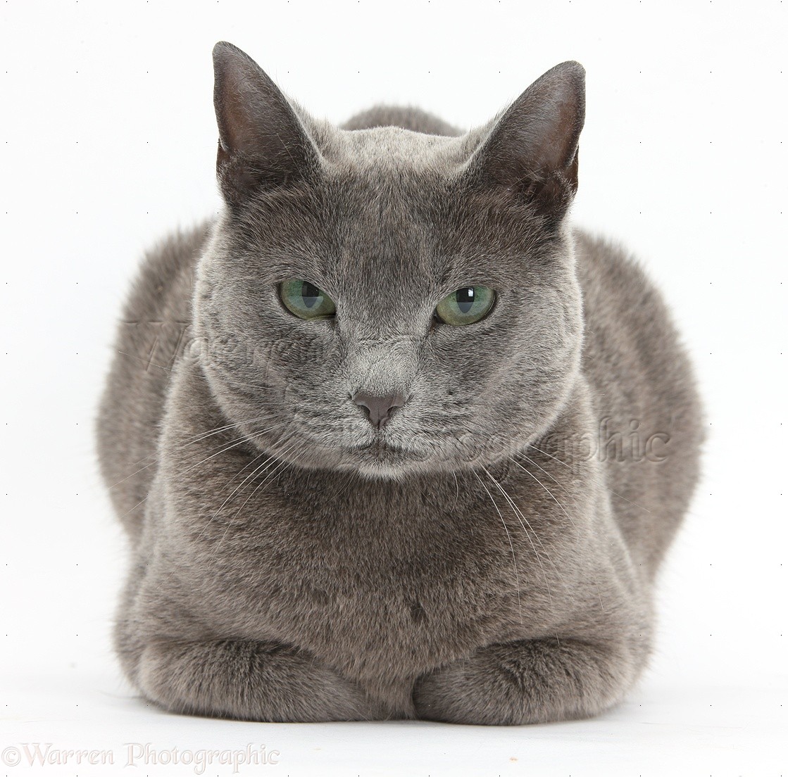 Russian Blue Female Cat With Green Eyes Photo Wp36553