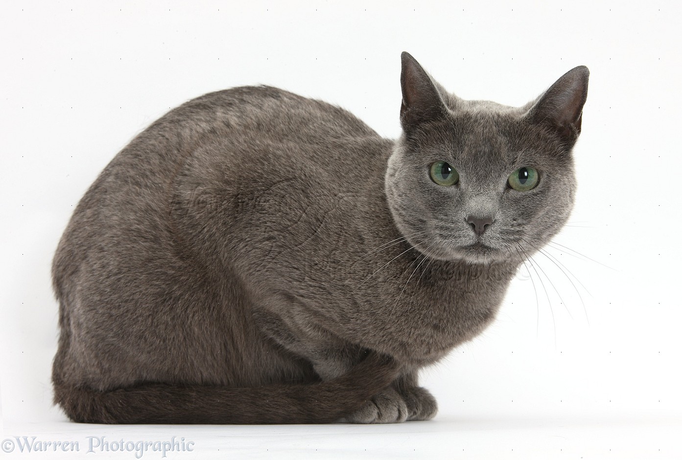 Russian Blue Female Cat With Green Eyes Photo Wp36555