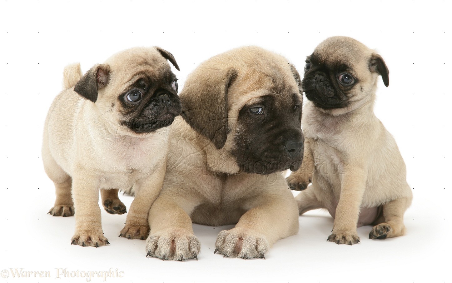 Dogs Fawn Pug Pups With Fawn English Mastiff Pup Photo Wp36633