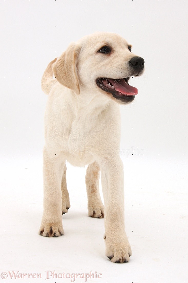 3 month old yellow lab