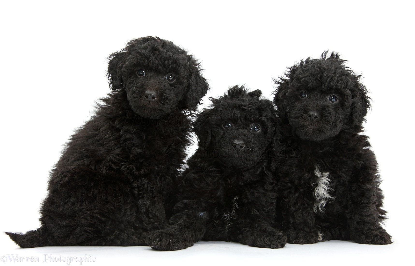 Are  Labradoodles black good pet dogs?