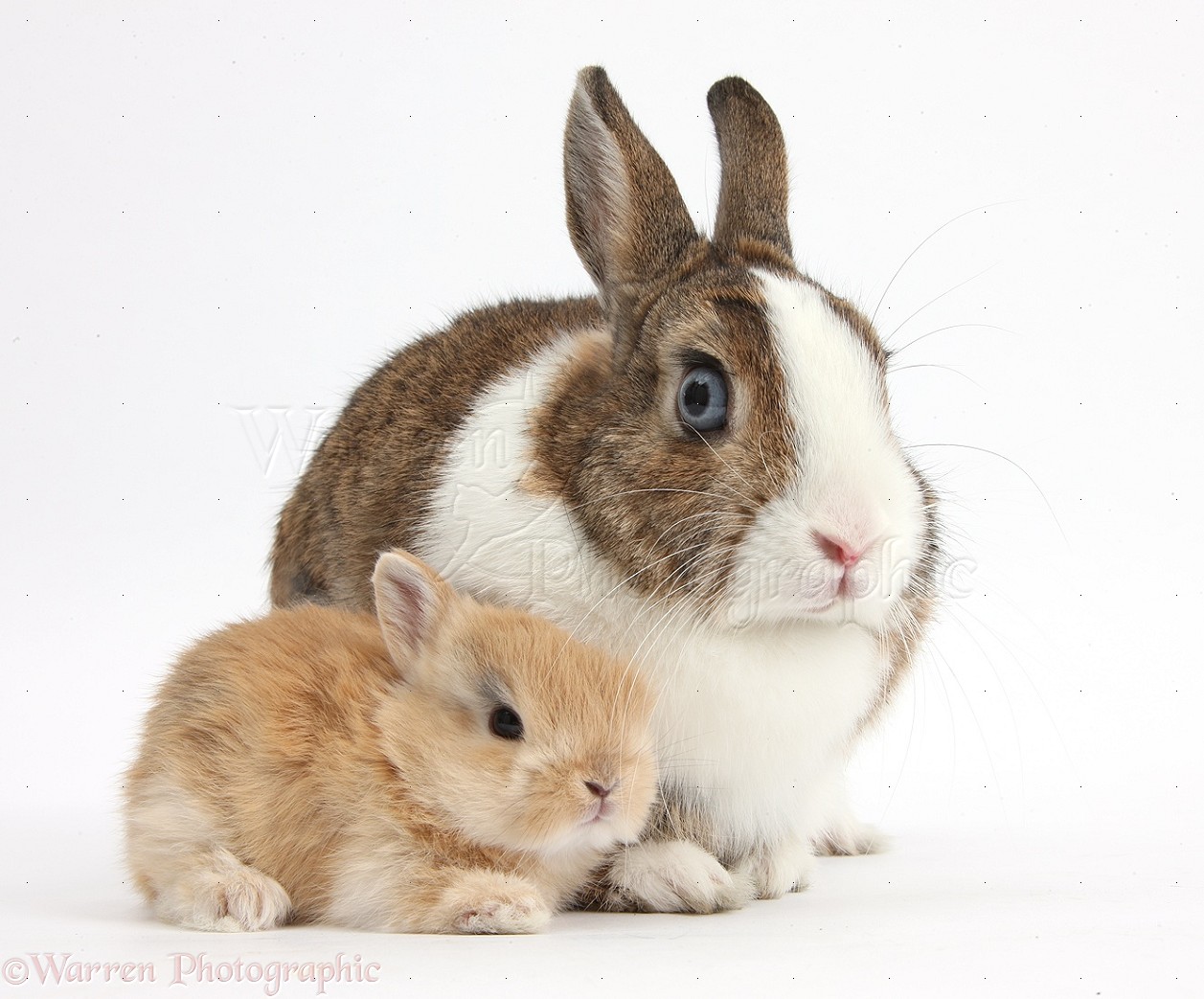 Netherland Dwarf Rabbit And Baby Bunny Photo Wp37196