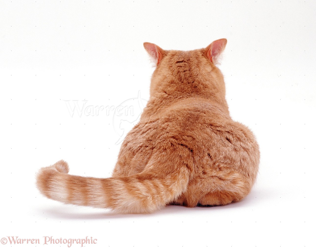 Ginger cat, back view photo WP37476