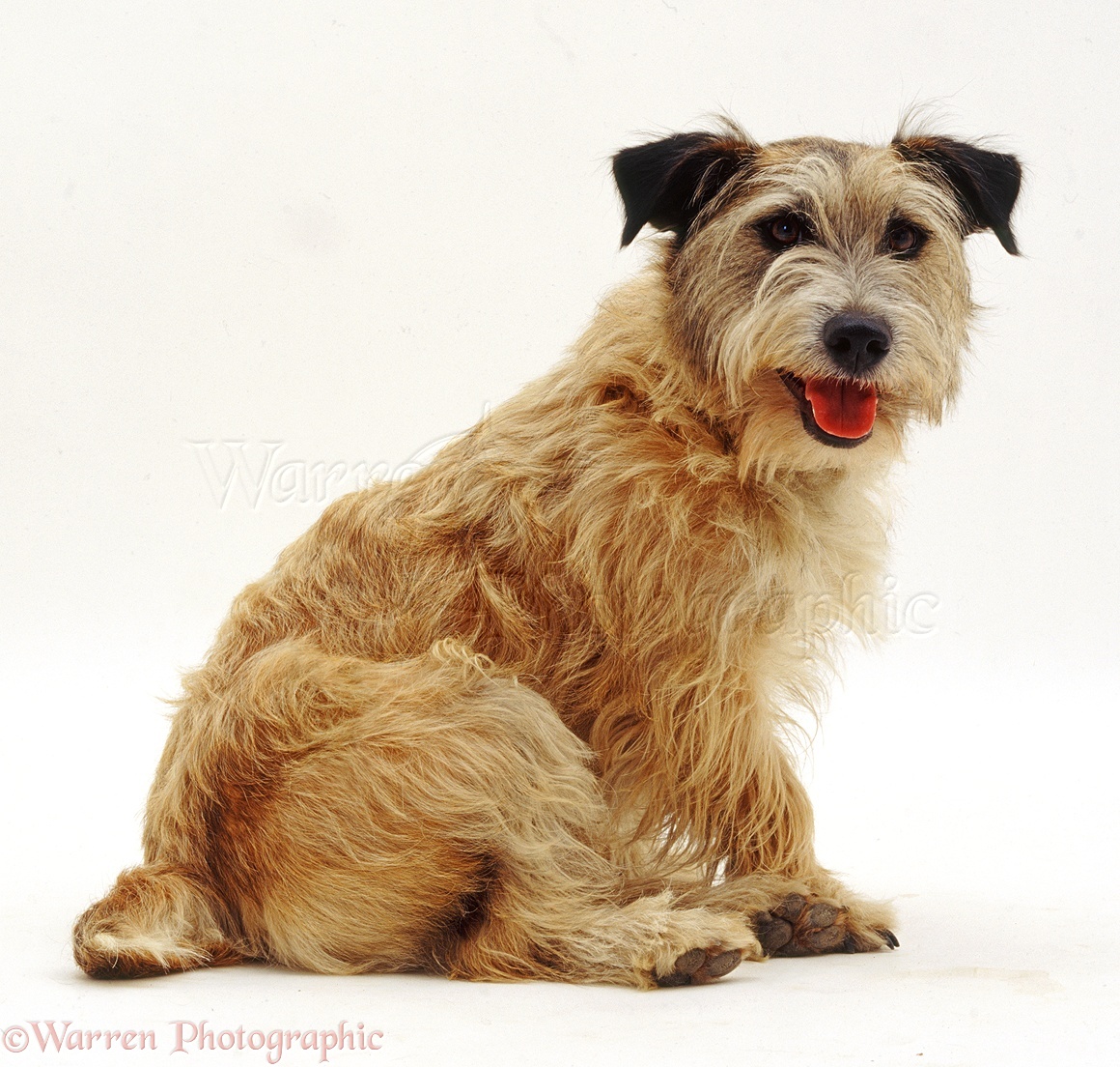 Dog Patterdale X Jack Russell Terrier Photo Wp37559