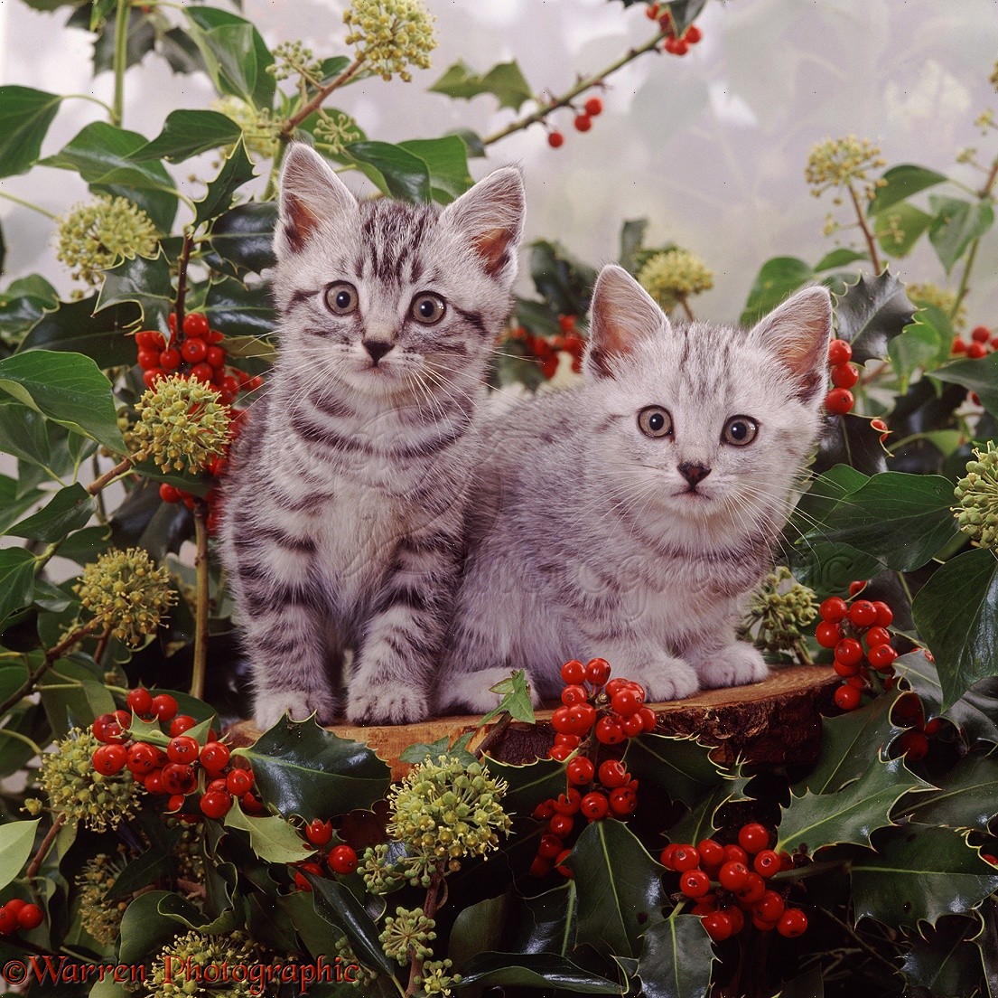 Silver tabby kittens among holly berries and ivy  flowers 