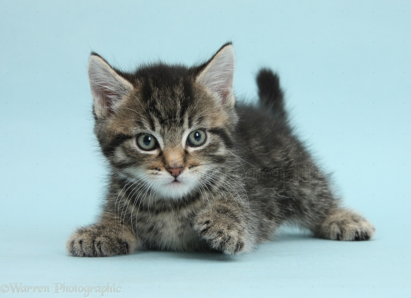 Cute Tabby Kitten On Blue Background Photo WP37814
