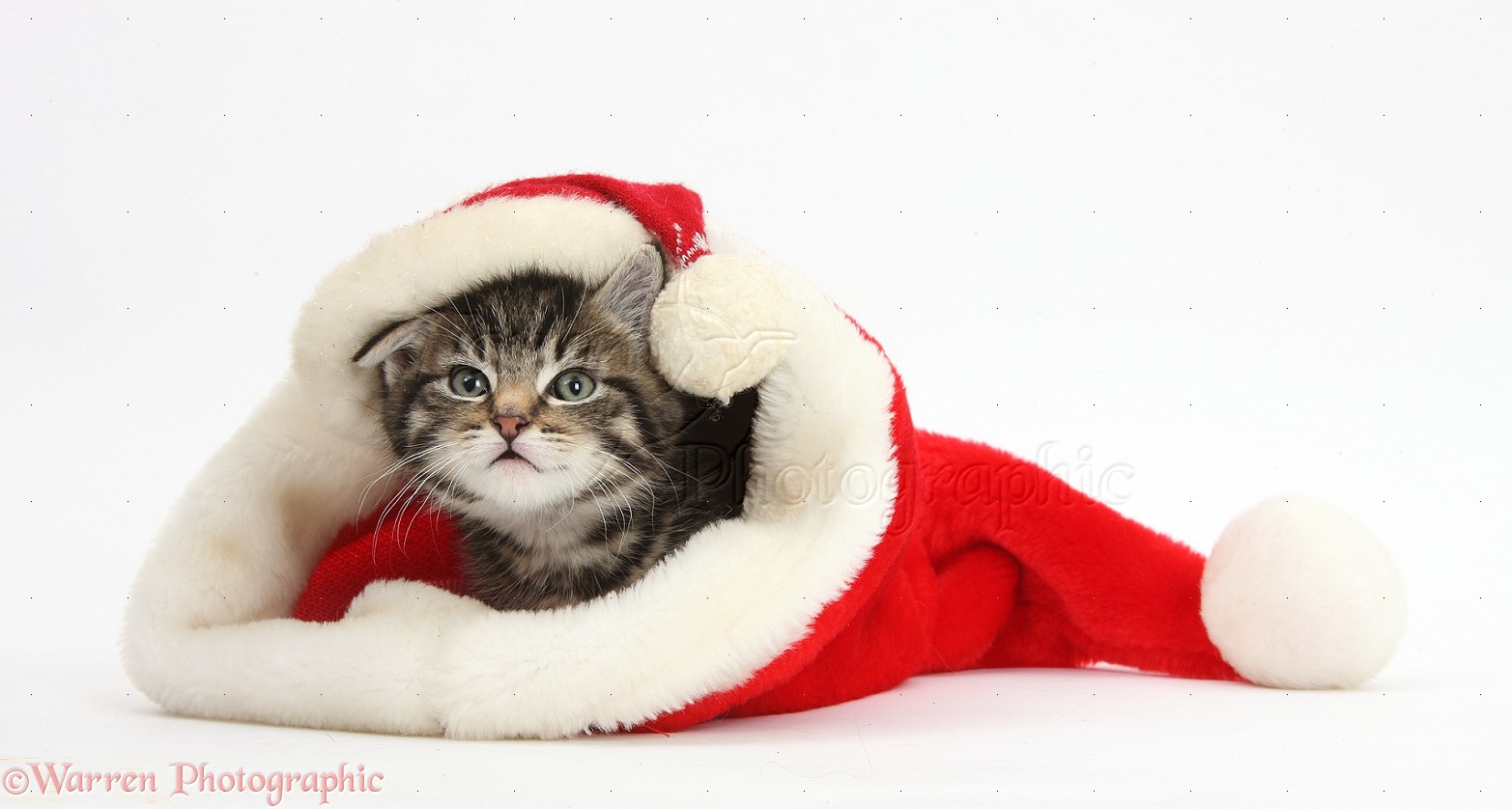 Cute tabby kitten wearing a Santa hat photo WP37817