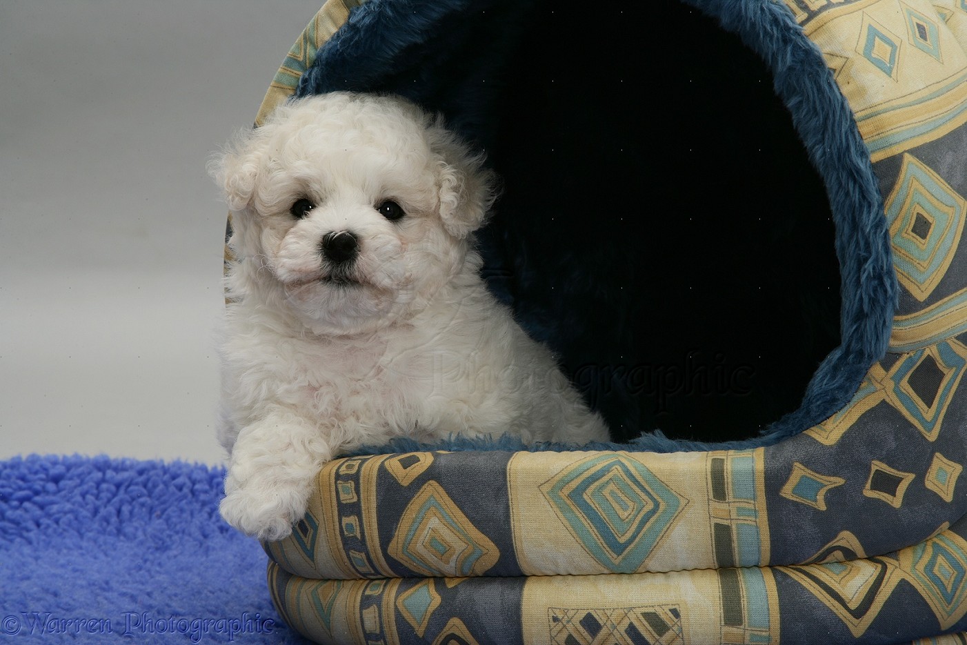 Dog Cute Bichon Frise pup in an igloo bed photo WP37945