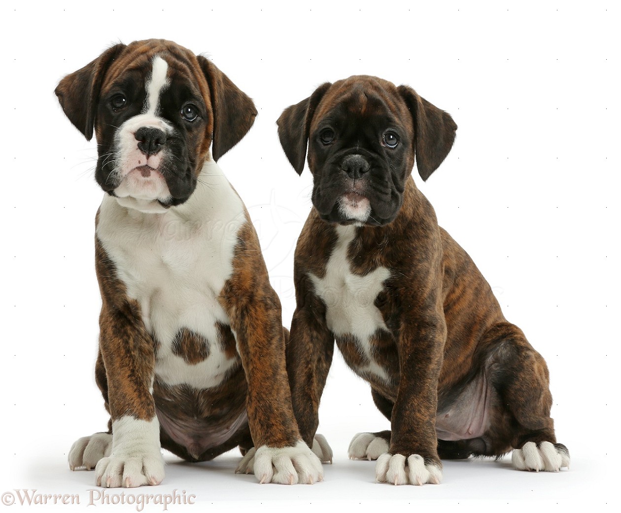 Dogs Two Boxer puppies, 8 weeks old photo WP38042