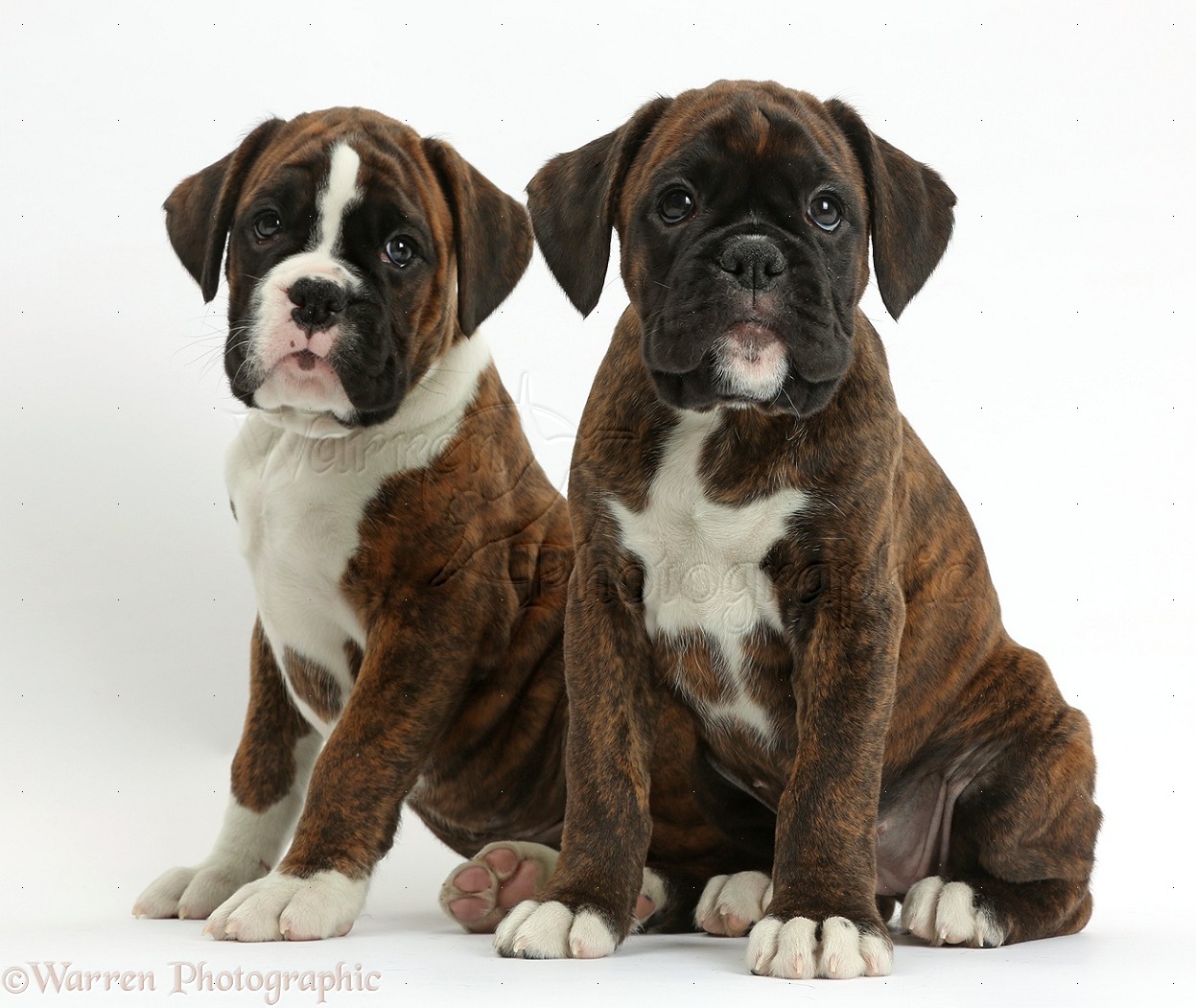 Dogs Two Boxer puppies, 8 weeks old photo WP38159
