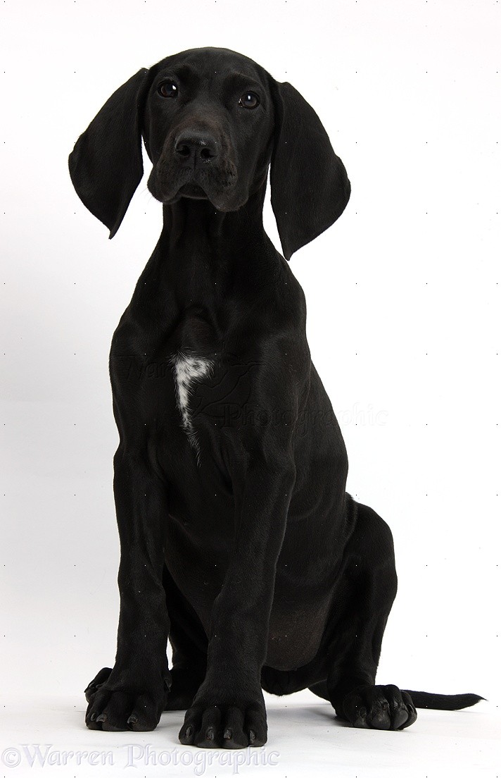 Dog Black Pointer puppy photo WP38458