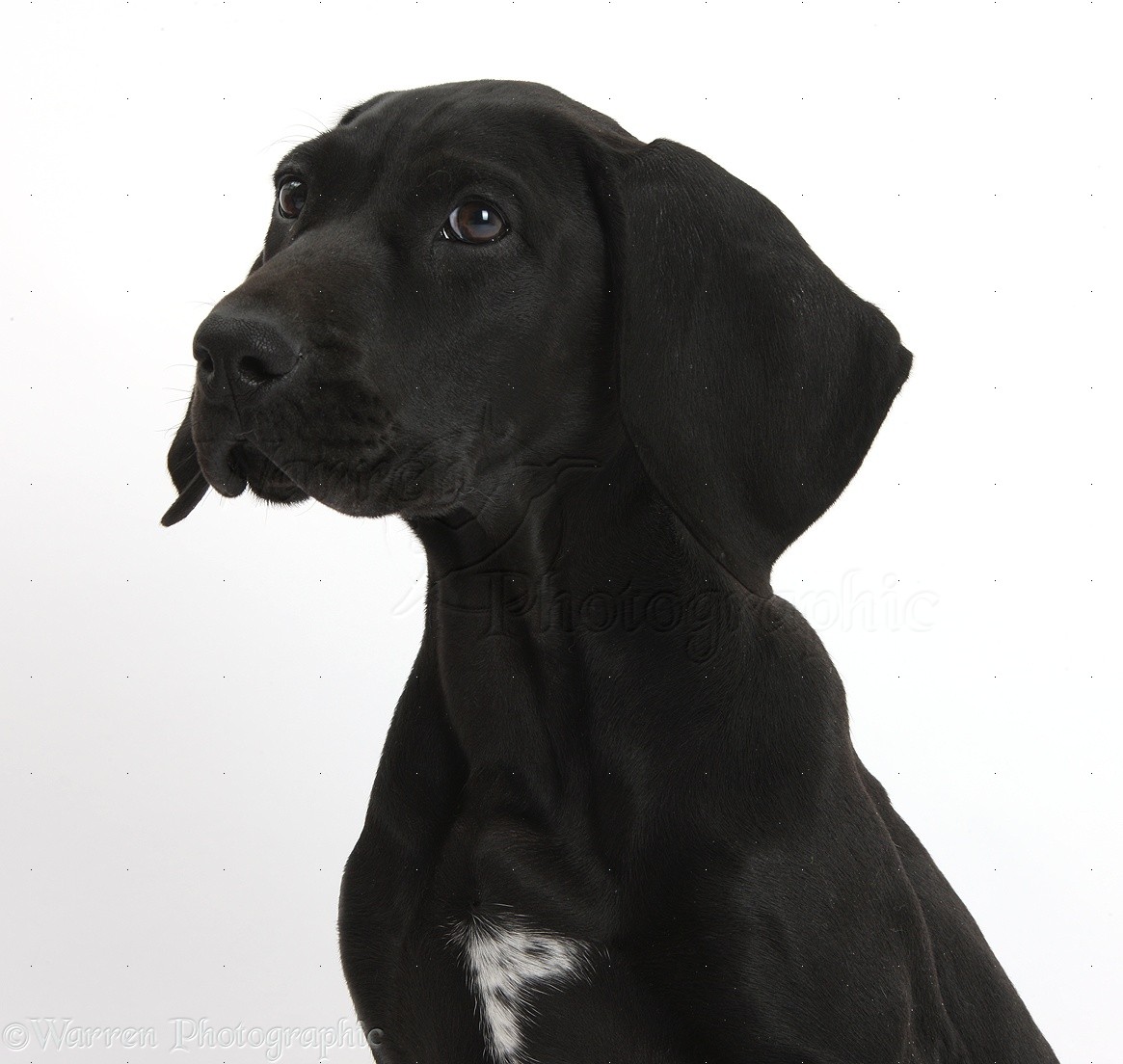 Dog Black Pointer puppy photo WP38460