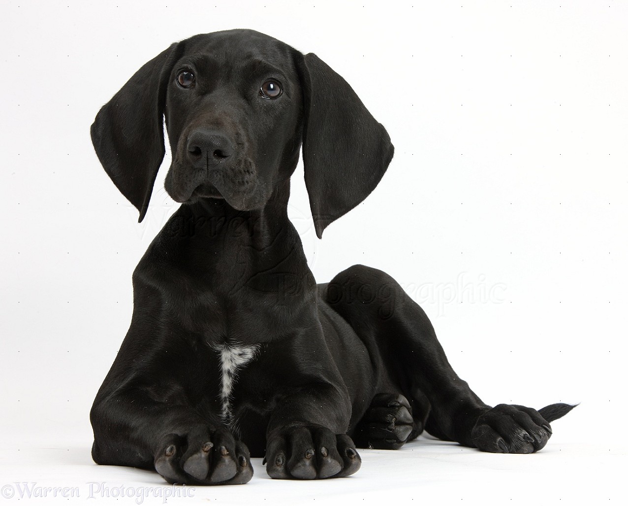 Dog Black Pointer puppy photo WP38462