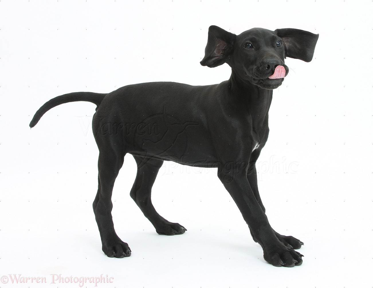 Dog Black Pointer puppy photo WP38466
