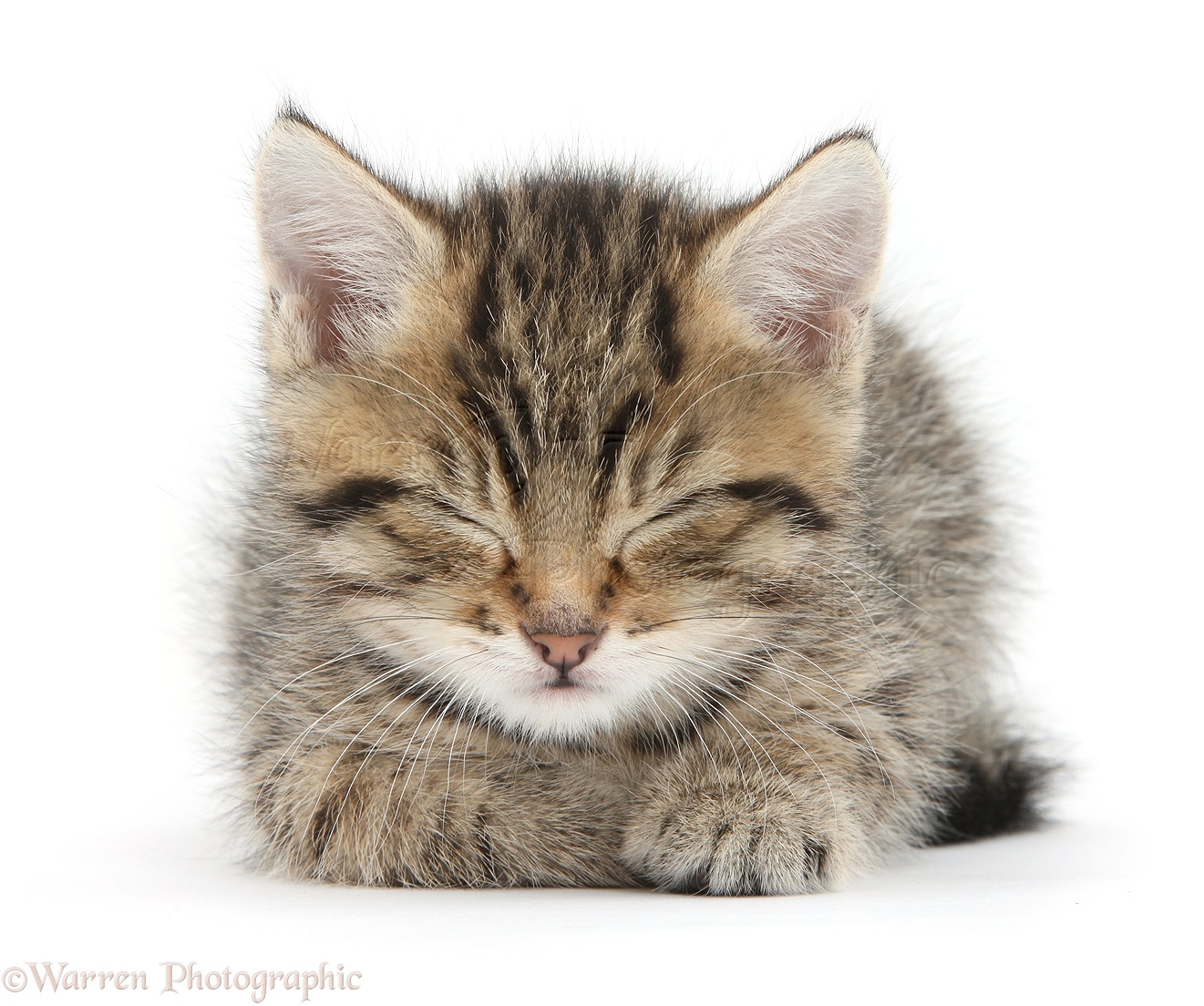 Tired Kitten