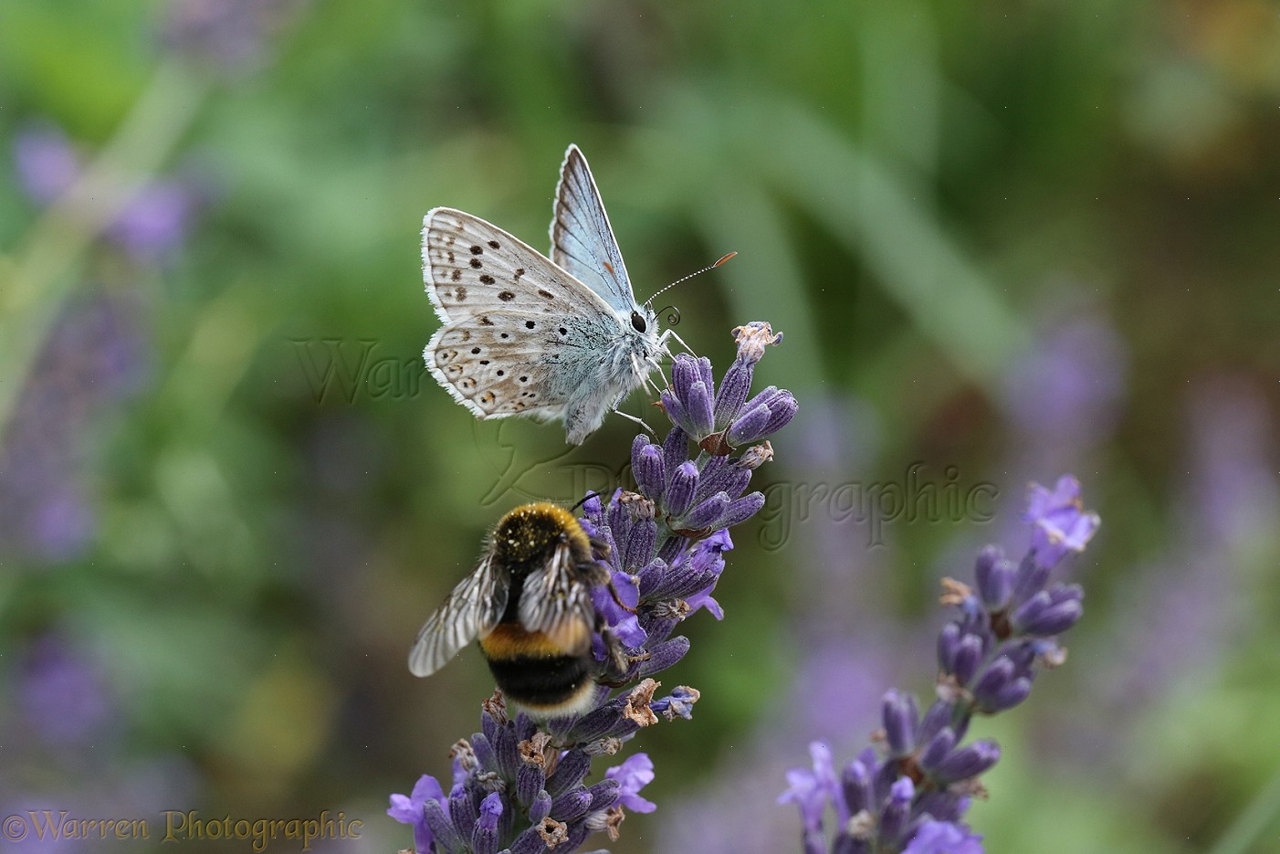 Chalkhill Blue Butterfly sharing lavender flowers with a ...