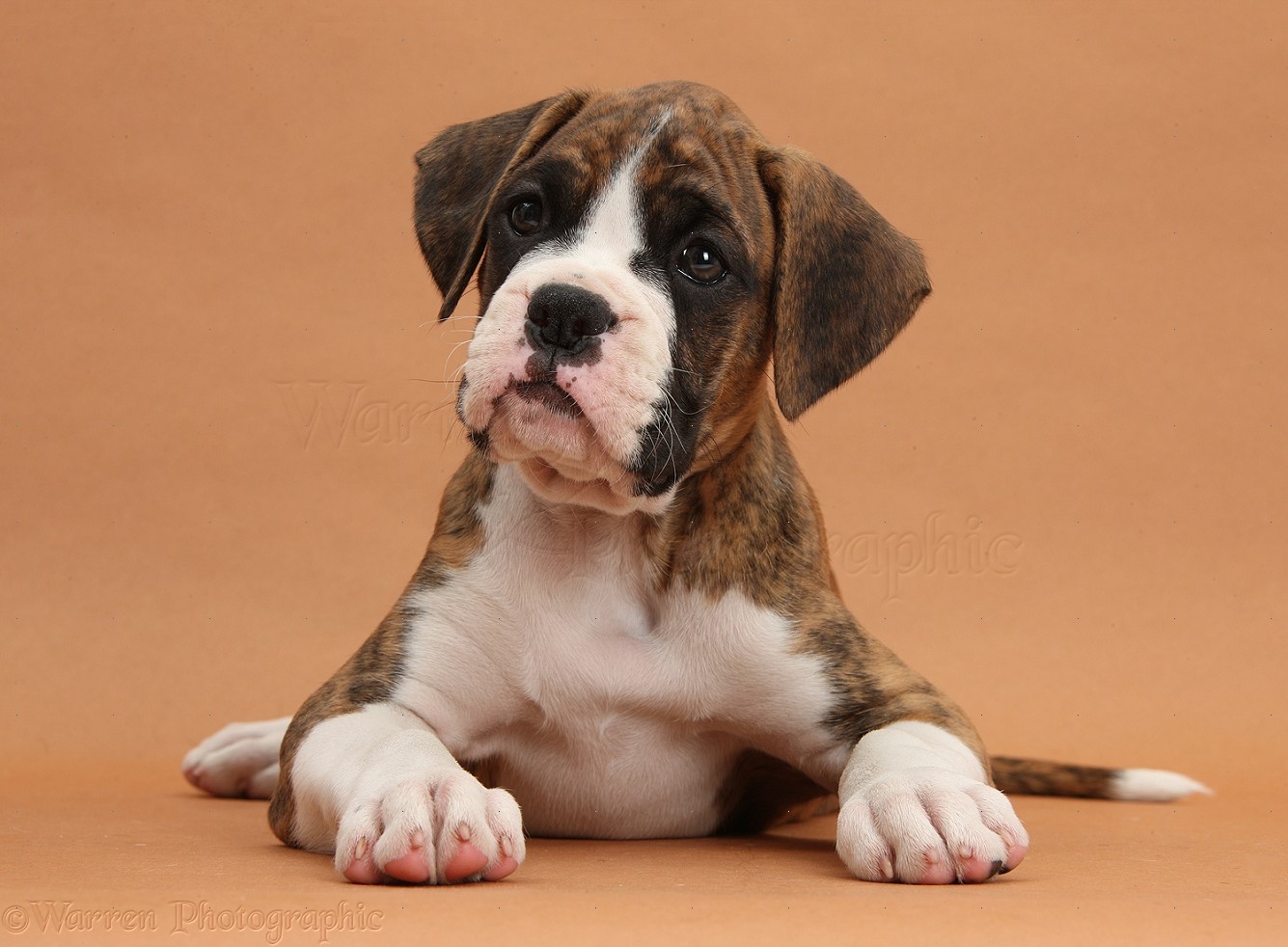 Dog Boxer puppy, 8 weeks old, on brown background photo