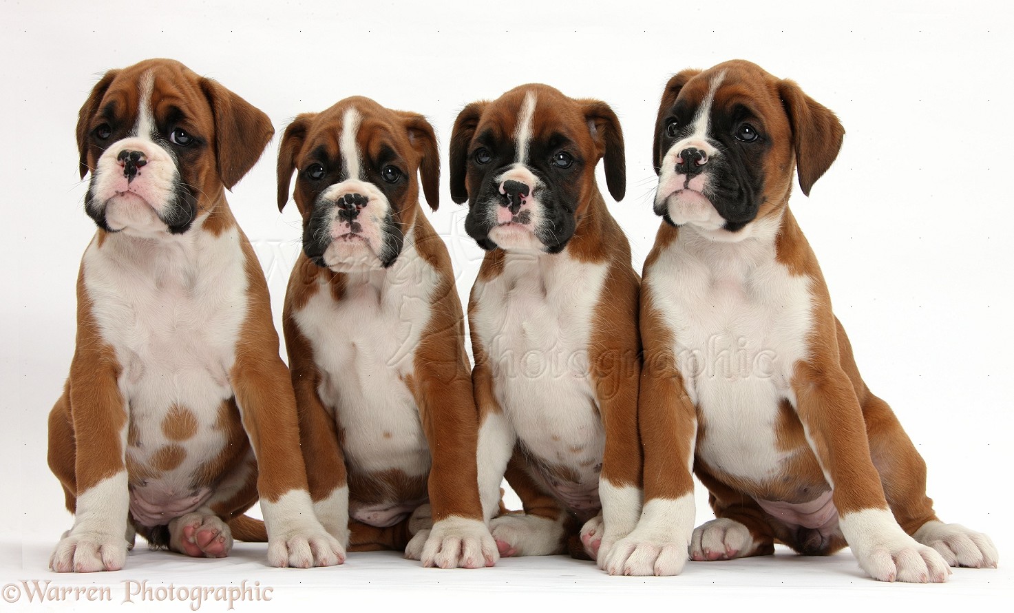 Dogs Four Boxer puppies, 8 weeks old, sitting photo WP38652
