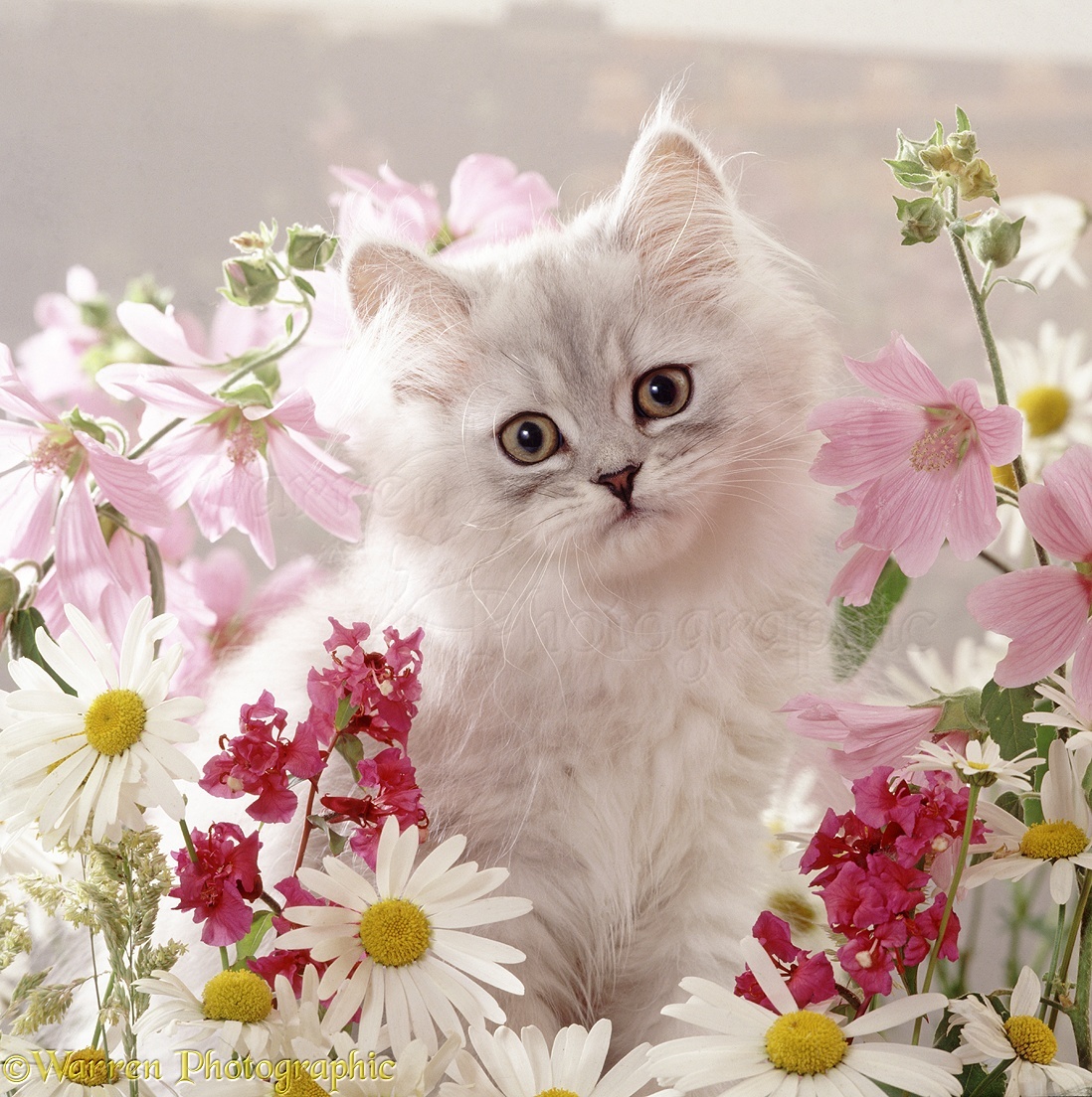 Открытка кот с цветами. Котёнок с цветком. Кошечка с цветами. Котенок в цветах. Красивые котята с цветами.