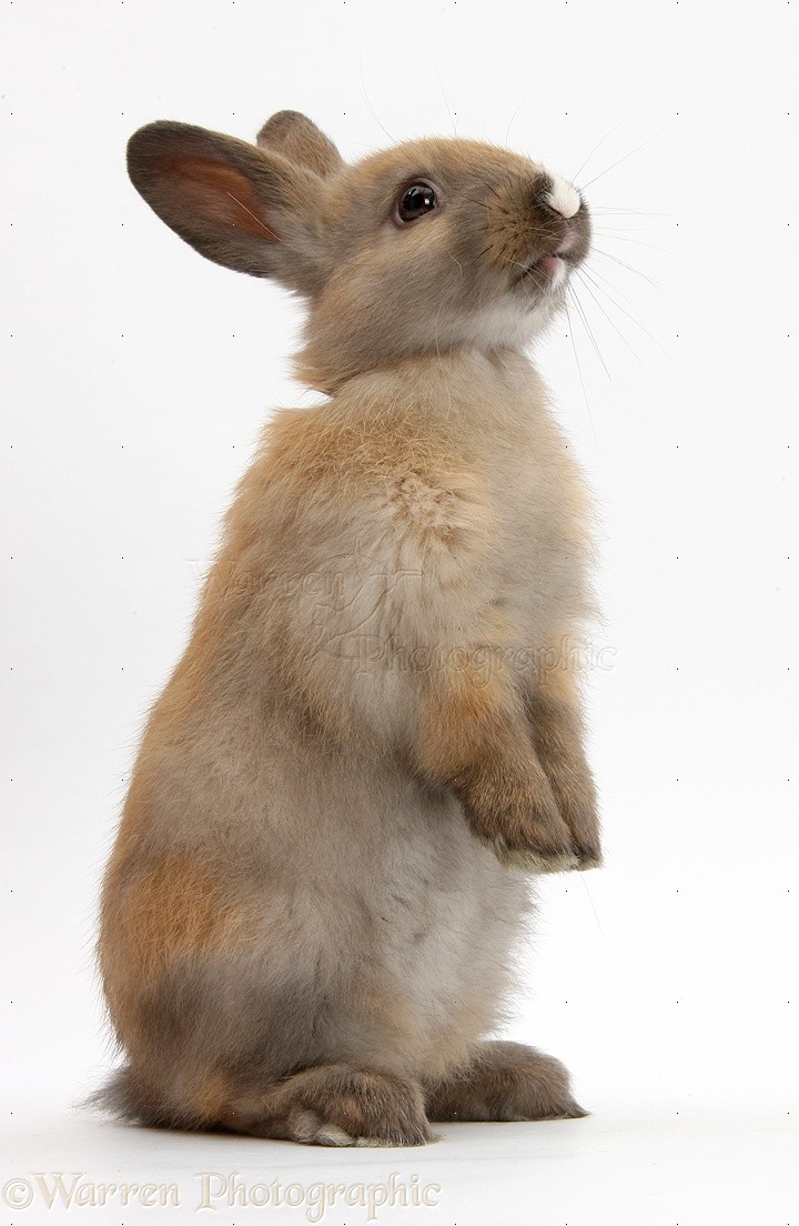 Standing Bunny Rabbit
