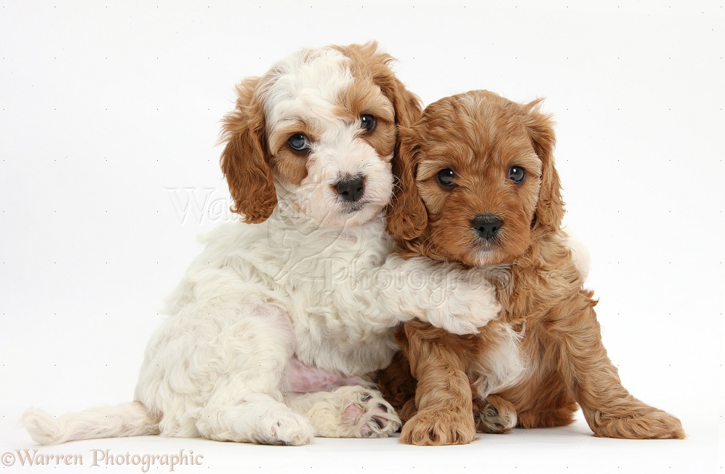 Dogs: Cute Cavapoo puppies hugging photo WP39185