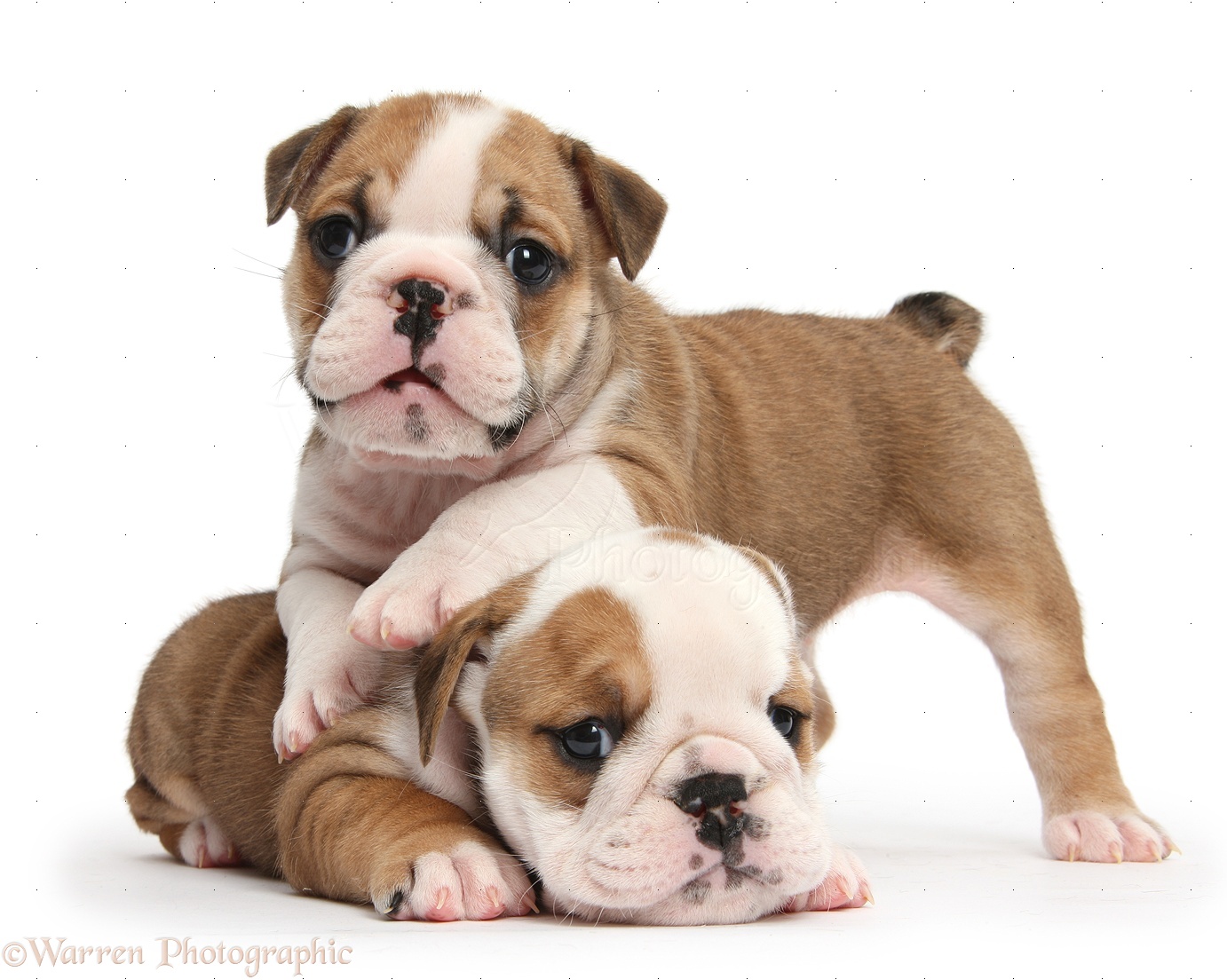 Two cute bulldog pups photo WP39241