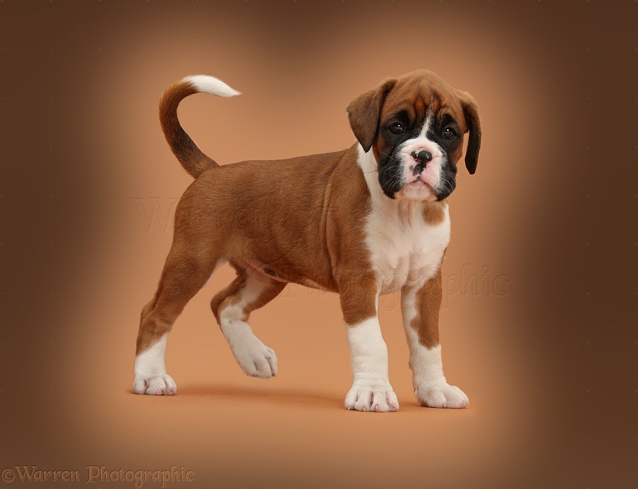 Dog Images of Boxer Puppy On Brown Background, WP39546.