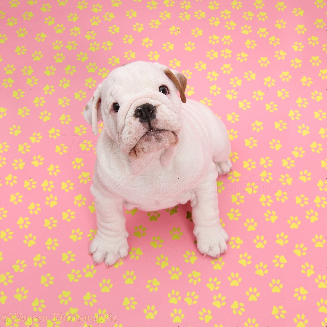 Bulldog Puppy On Pink Background Photo WP39676