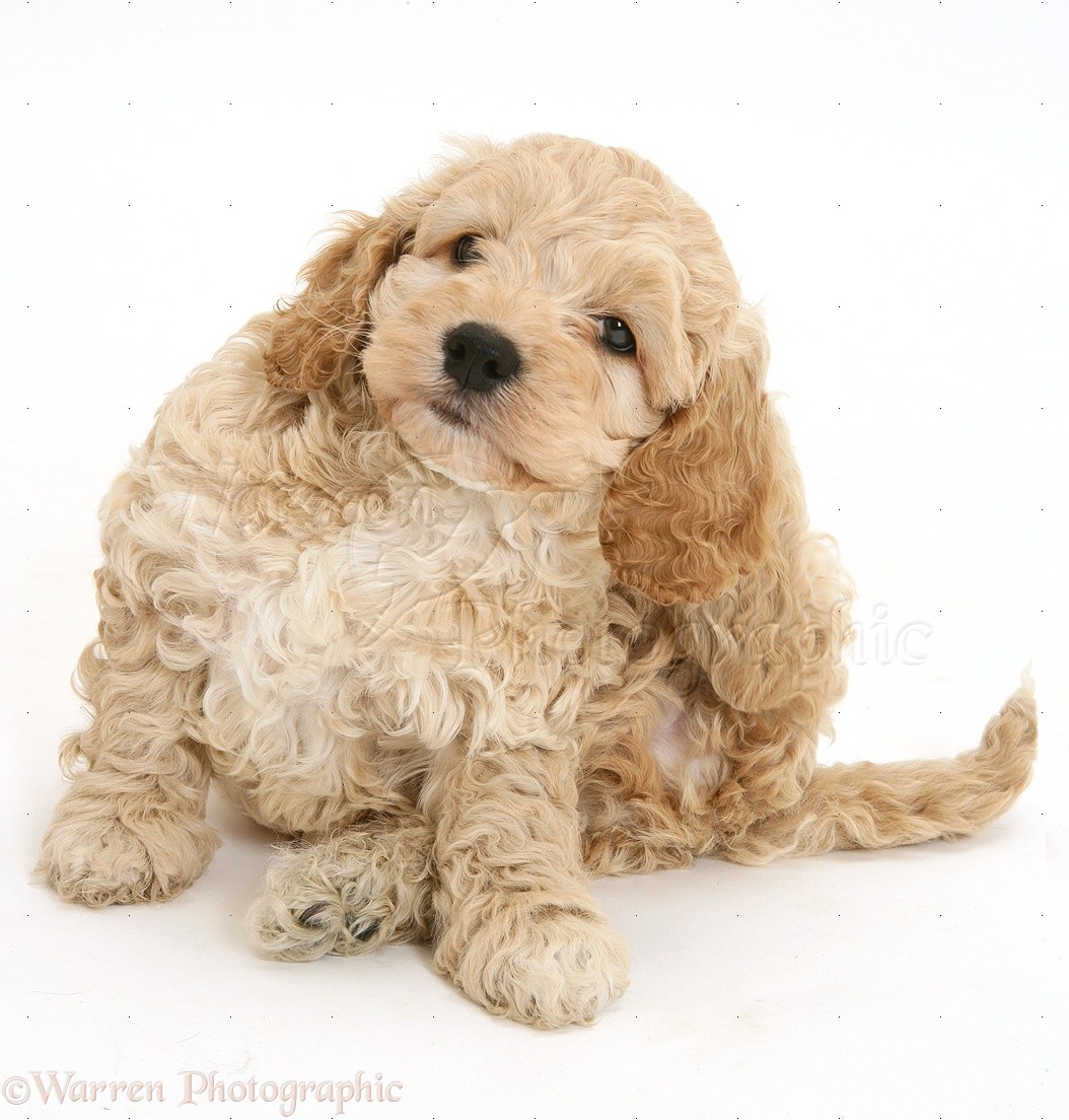 American Cockapoo scratching an ear 