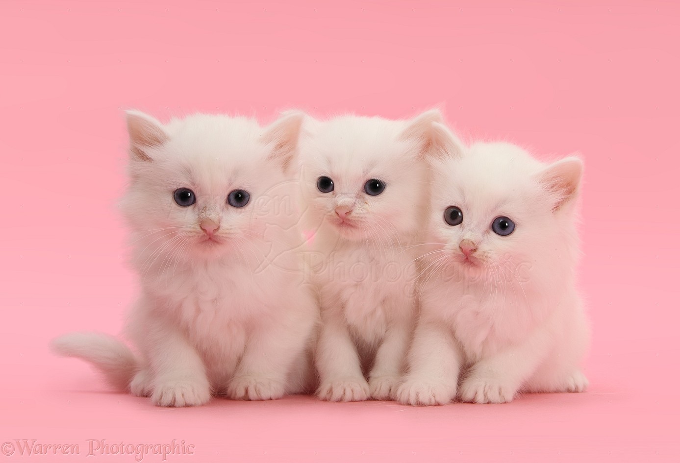 Three white kittens on pink  background  photo WP39879