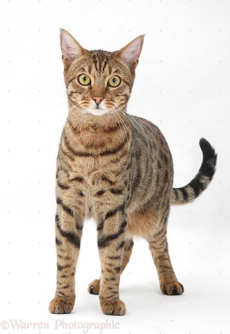 Bengal male cat standing  photo WP39927